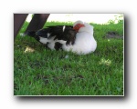 Let sleping ducks lie