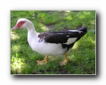 Local duck
