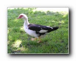 Local duck