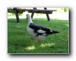 Local duck