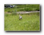 Local duck