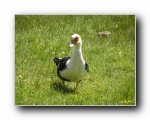 Local duck