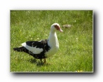 Local duck