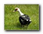 Local duck