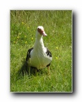 Local duck