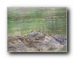 Oyster Catchers