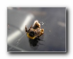Windscreen Roadkill