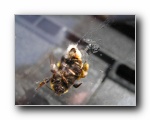 Windscreen Roadkill