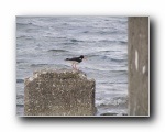 Oyster Catcher